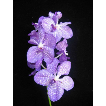 Cortante 3 pack flor Orquidea Vanda DPM