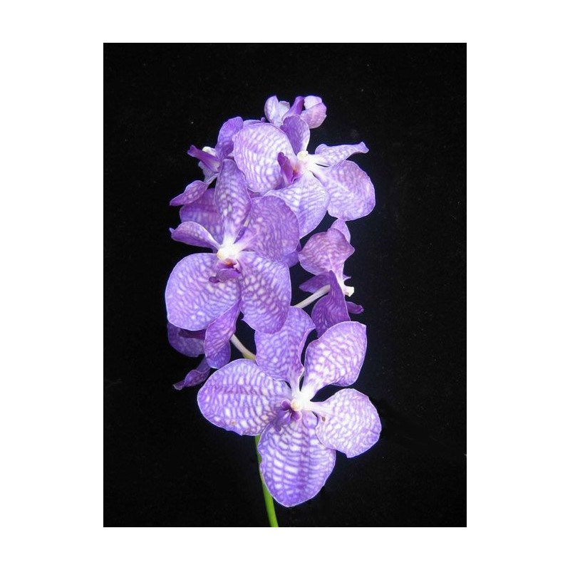 Cortante 3 pack flor Orquidea Vanda DPM